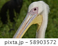 モモイロペリカン 58903572