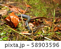 ガラスヒバァ 58903596