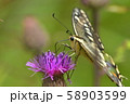 キアゲハ 58903599