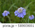 マツムシソウ 58903601