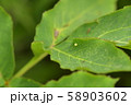 キアゲハの卵 58903602