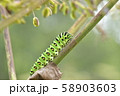 キアゲハ 58903603