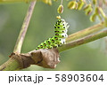 キアゲハ 58903604
