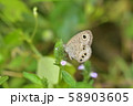 ヒメウラナミジャノメ 58903605