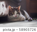 Cat with Toy Mouse 58903726