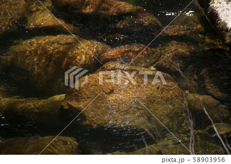 鳥取　四季の散歩　春　芦津渓谷 58903956