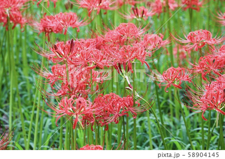 彼岸花 58904145