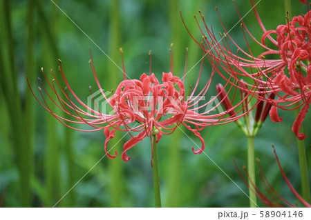 彼岸花 58904146