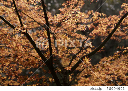 鳥取 四季の散歩 春 芦津渓谷 鳥取 四季の散歩 春 芦津渓谷 58904991
