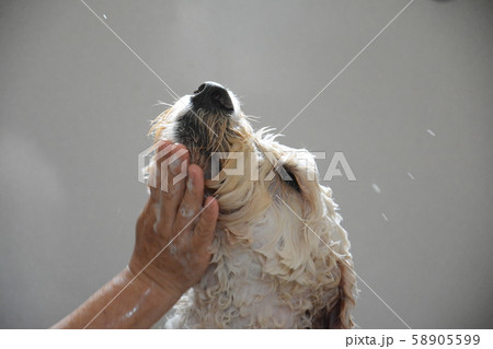 ゴールデンドゥードゥル 58905599