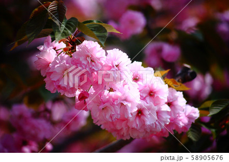 里桜 関山の花の写真素材