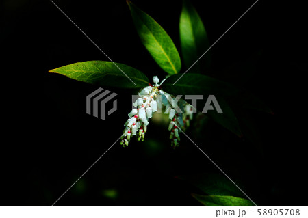 レウコトエアキシラスの花 レウコトエアキシラスの花 58905708