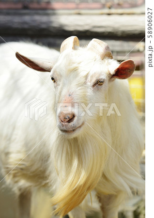 シバヤギ 58906027
