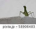 カマキリ 58906483