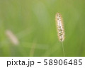 エノコログサ 58906485