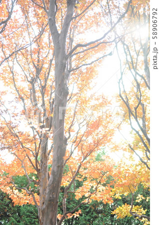 秋の木々 58906792