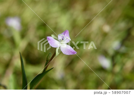 イボクサ 58907007