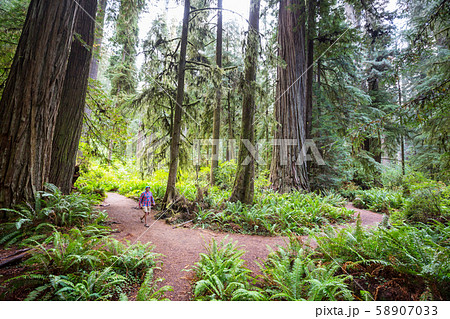 Sequoia Sequoia 58907033