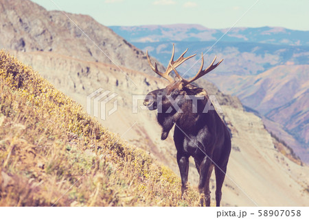 Moose 58907058