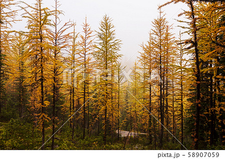Larch Larch 58907059