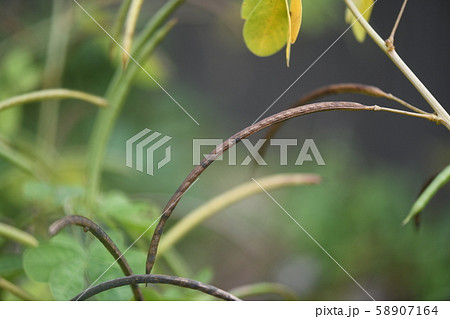 熟したエビスグサの果実 熟したエビスグサの果実 58907164