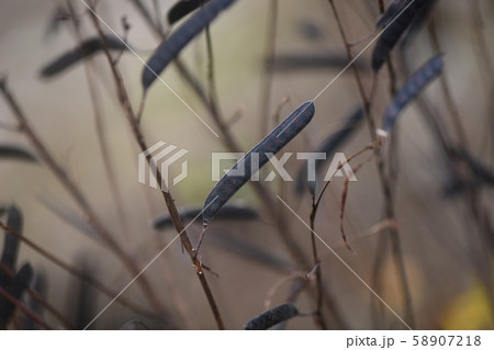 熟したカワラケツメイの果実 熟したカワラケツメイの果実 58907218