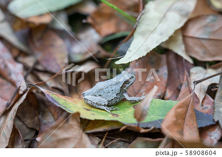 白いアマガエルの写真素材