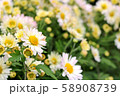 ヒナギクの花束 58908739