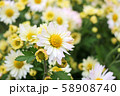 ヒナギクの花束 58908740