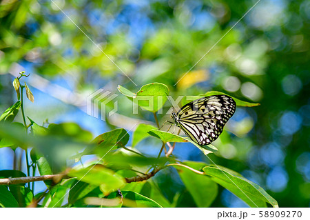 オオゴマダラ 58909270