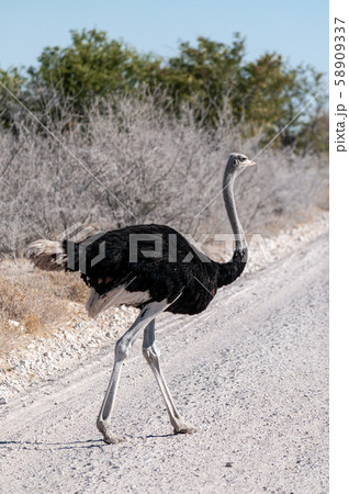 Ostrich crossing the Road in Etoshaの写真素材 [58909337] - PIXTA
