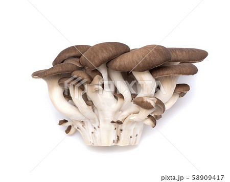 ヒラタケ 58909417