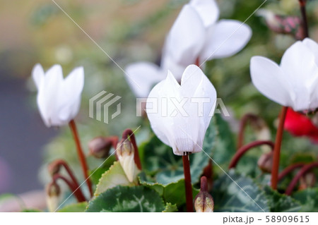 白いシクラメンの花の写真素材