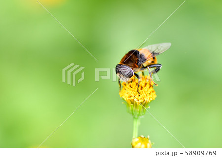 オオハナアブ 58909769