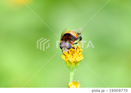 オオハナアブ オオハナアブ 58909770