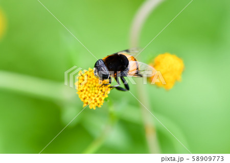 オオハナアブ 58909773