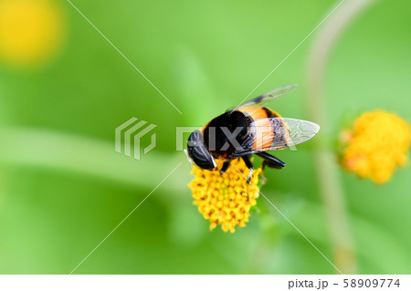 オオハナアブ 58909774