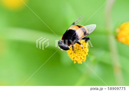 オオハナアブ 58909775
