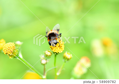オオハナアブ オオハナアブ 58909782