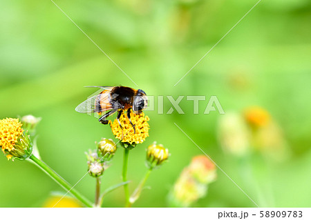 オオハナアブ オオハナアブ 58909783