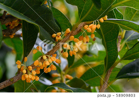 きんもくせいつぼみ02 58909803