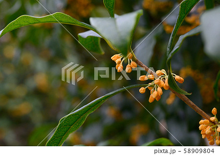 きんもくせいつぼみ01 58909804