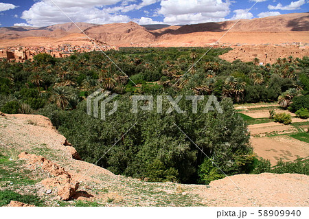 オアシス オアシス 58909940