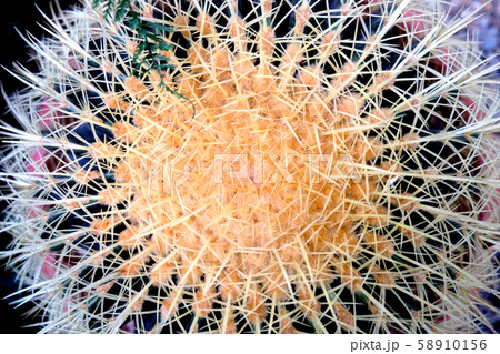 thorn cactus texture background, close up. 58910156