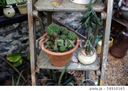 Collection of various cactus and succulent plants 58910165
