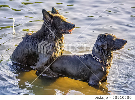 two Alsatian dogs - copulation on the water's edge two Alsatian dogs - copulation on the water's edge 58910586