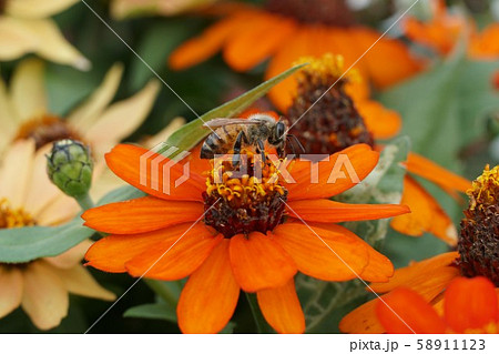 花とミツバチ 58911123