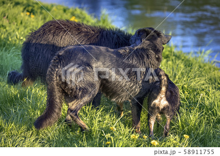 Two black German shepherd dogs playing on river bank 58911755