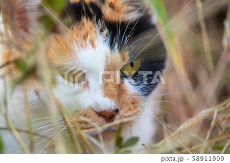 のらねこ  三毛 58911909
