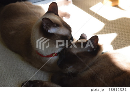 日向ぼっこ ほこほこ シャムミックス 兄弟猫の写真素材
